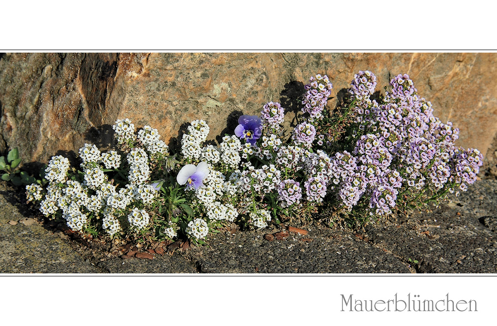 MAUERBLÜMCHEN