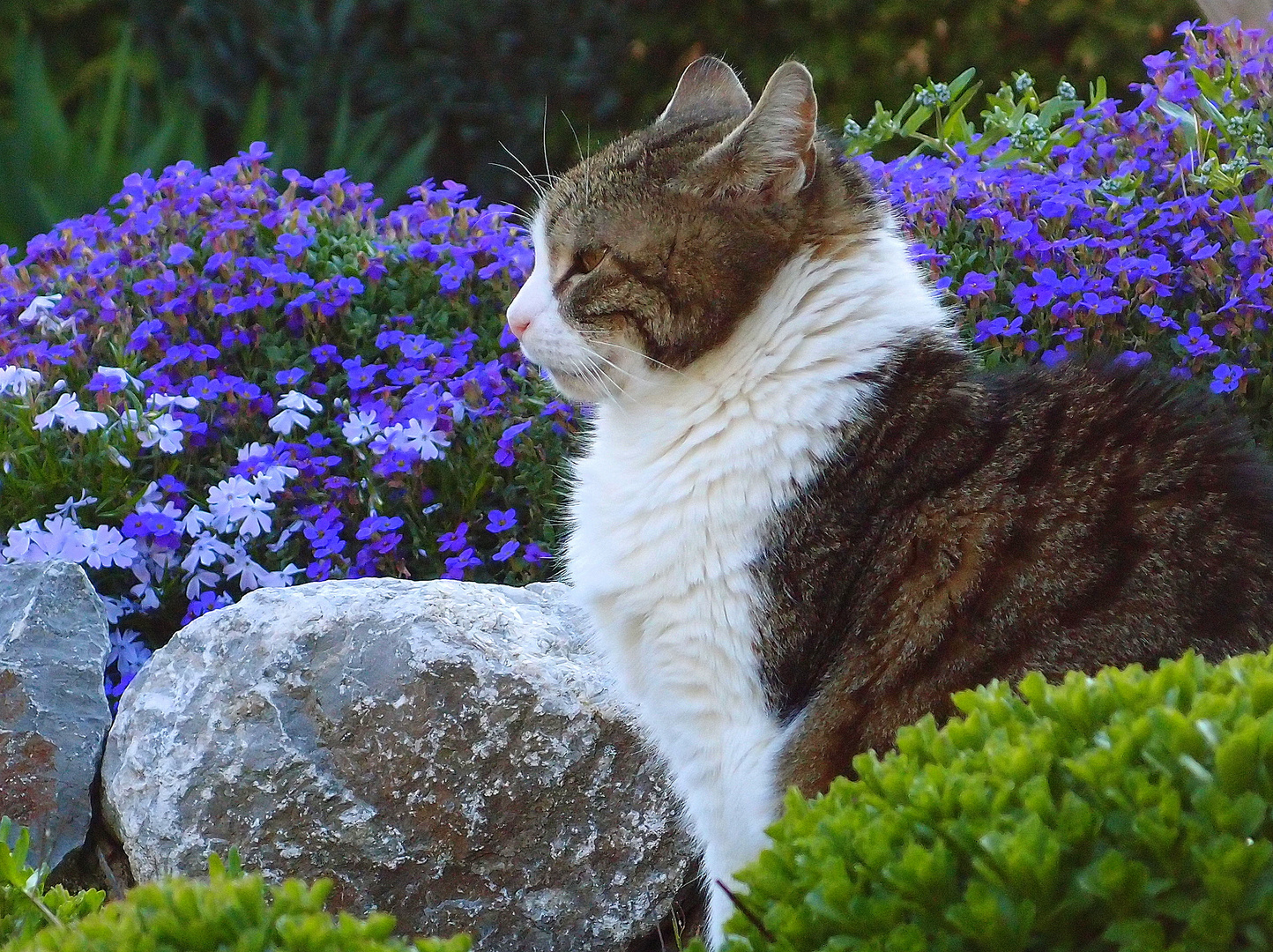 Mauerblümchen