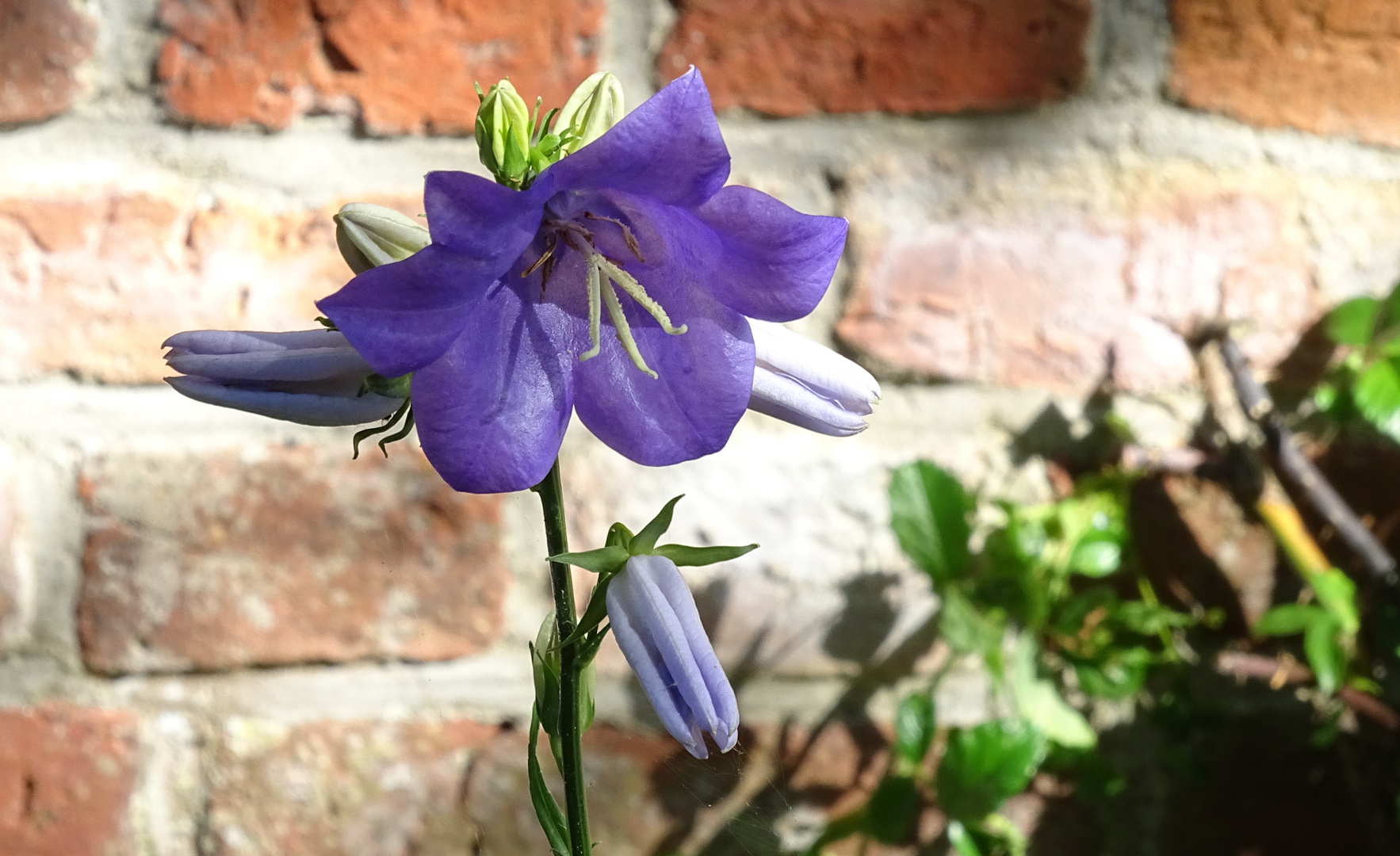 "Mauerblümchen"...