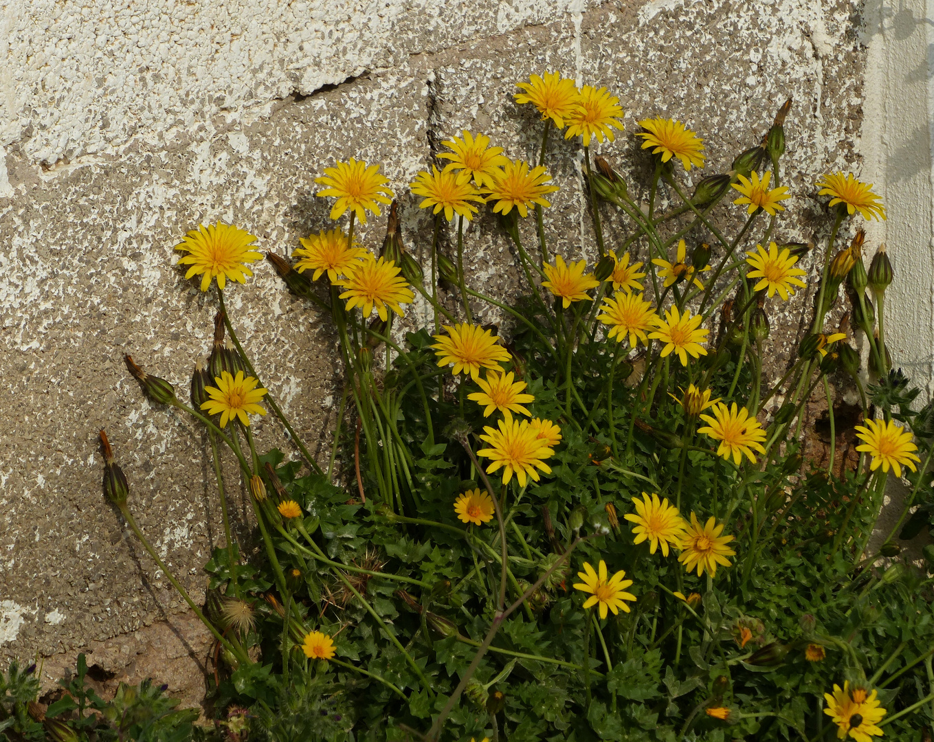 Mauerblümchen