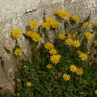 Mauerblümchen