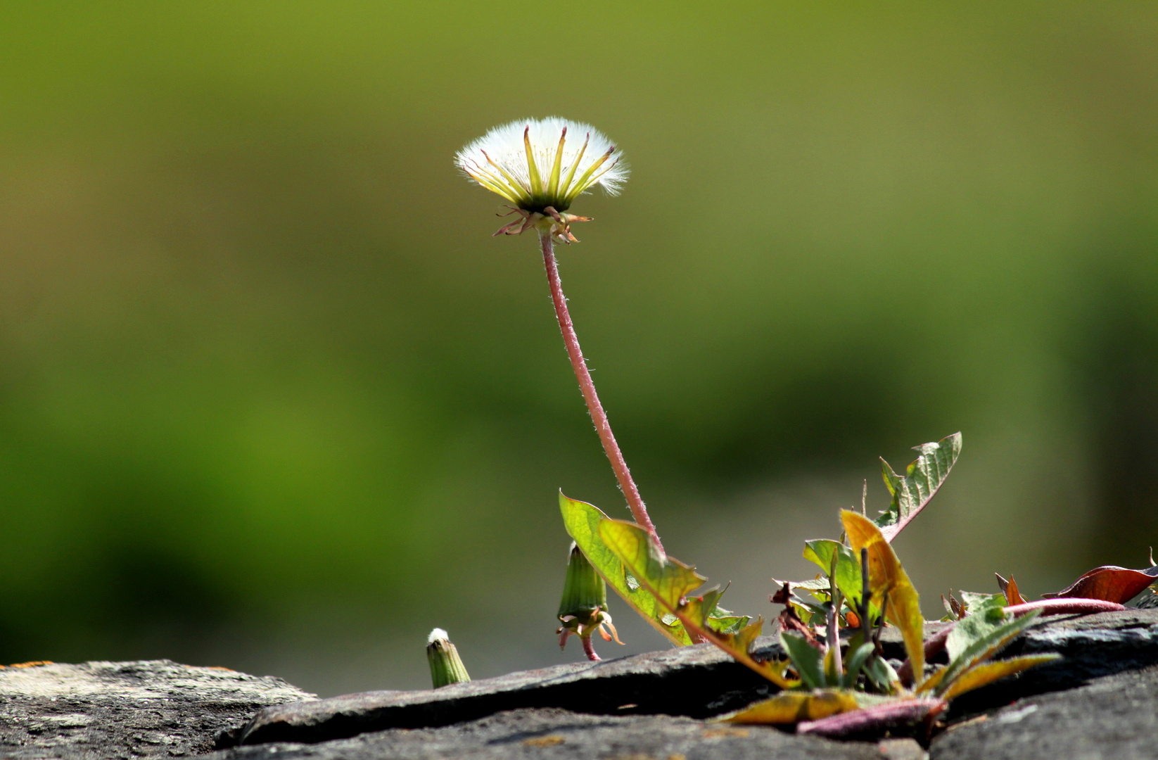 Mauerblümchen