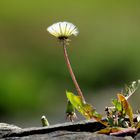 Mauerblümchen