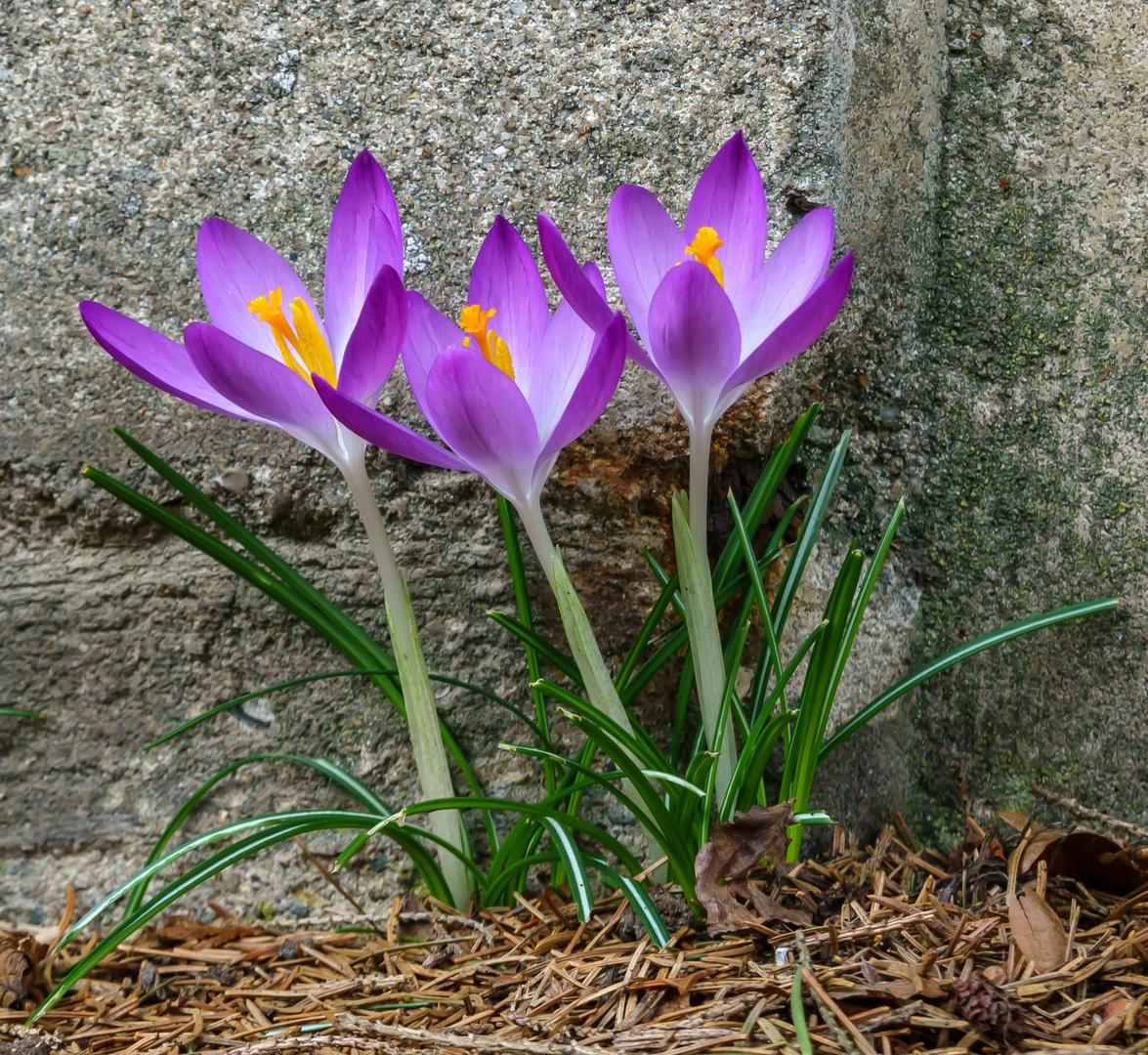 Mauerblümchen