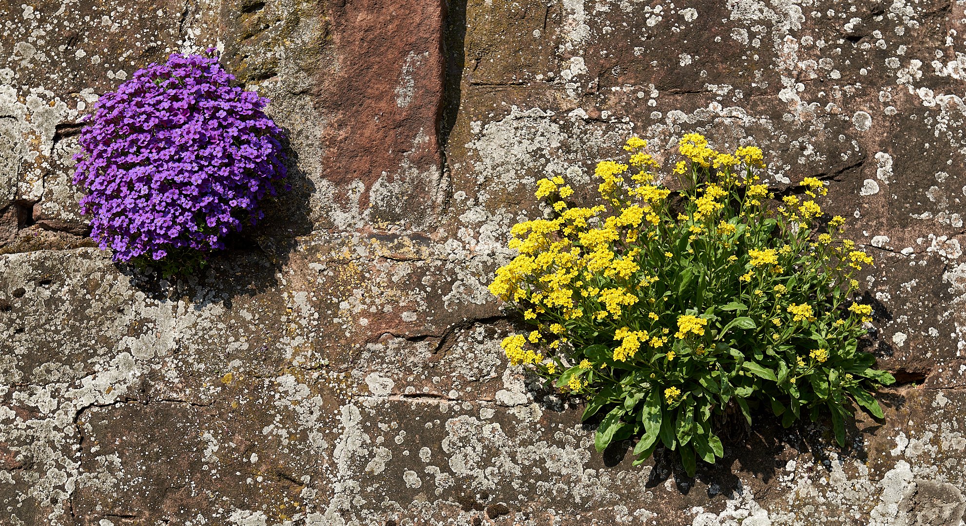 Mauerblümchen