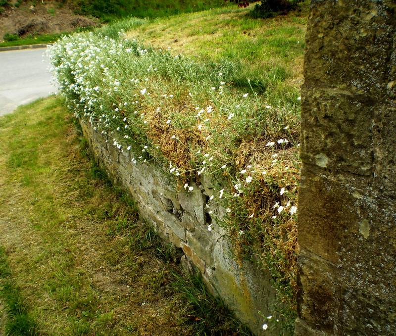 Mauerblümchen..