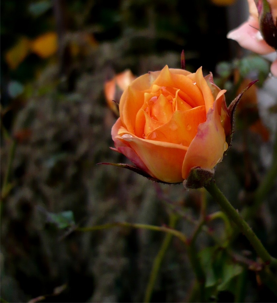 Mauerblümchen...