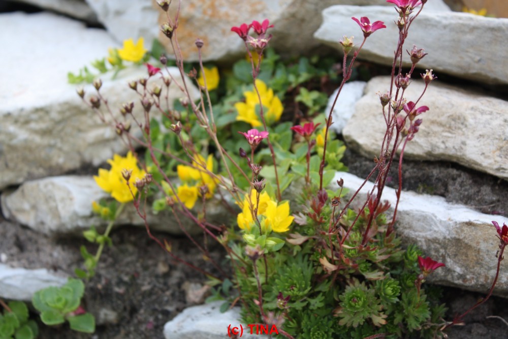 Mauerblümchen