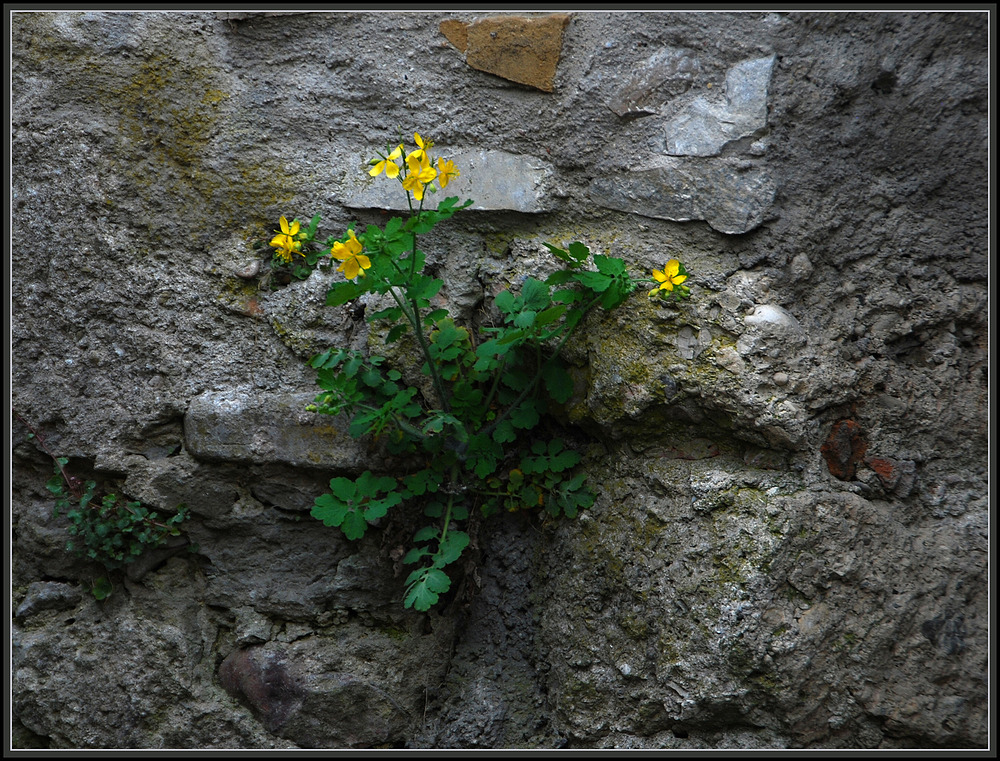 ~ Mauerblümchen ~