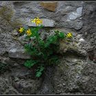 ~ Mauerblümchen ~