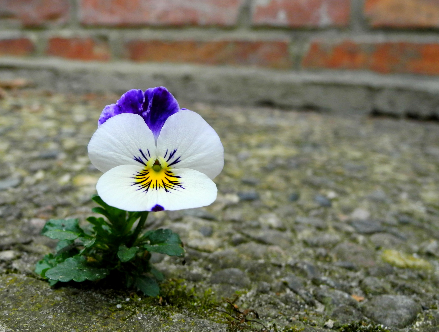 Mauerblümchen - aber hübsch ...