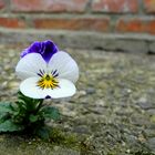 Mauerblümchen - aber hübsch ...