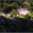 Mauerblümchen