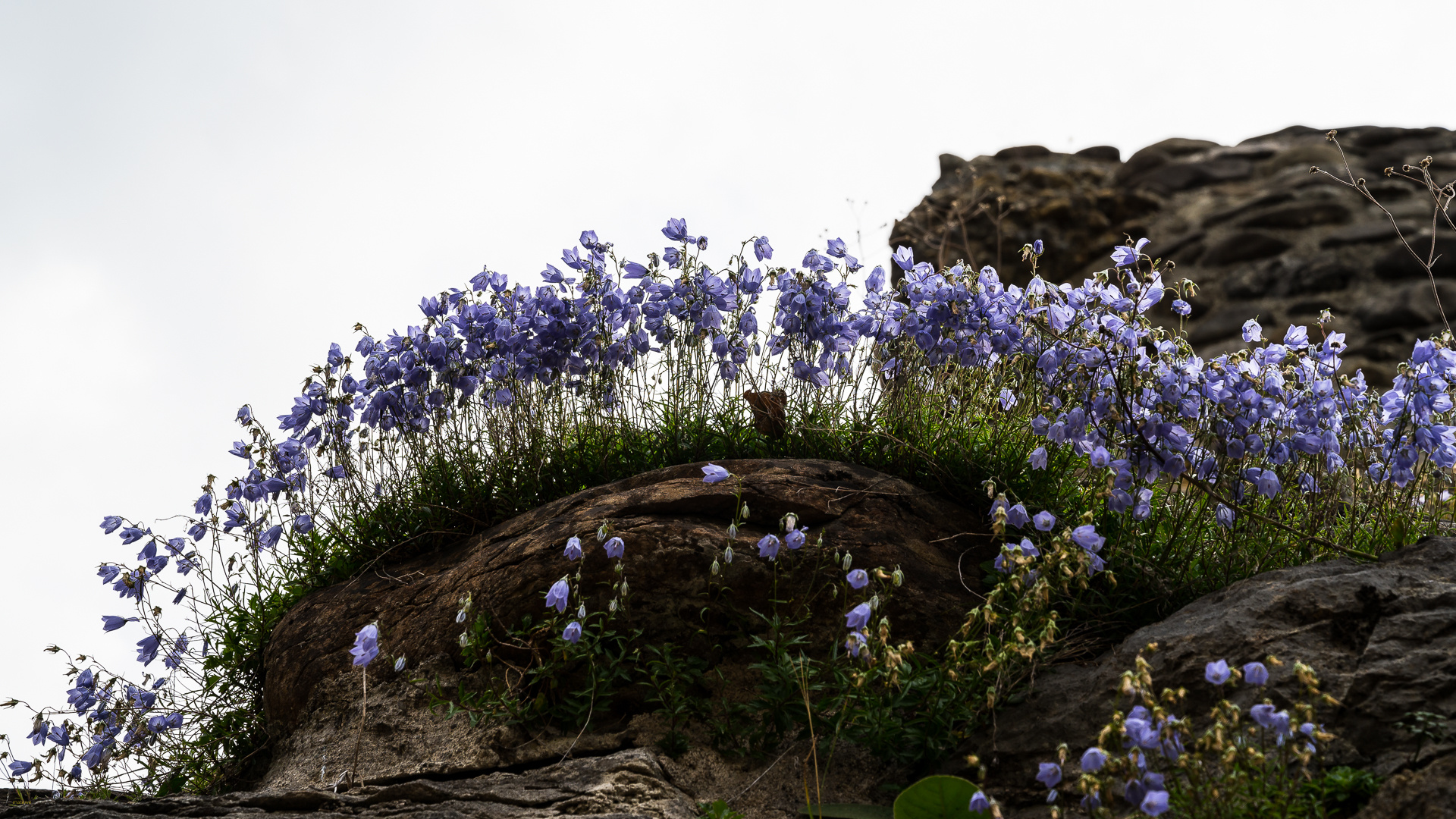 Mauerblümchen