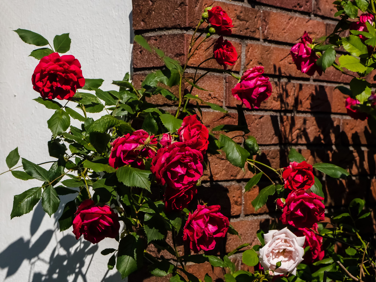 Mauerblümchen