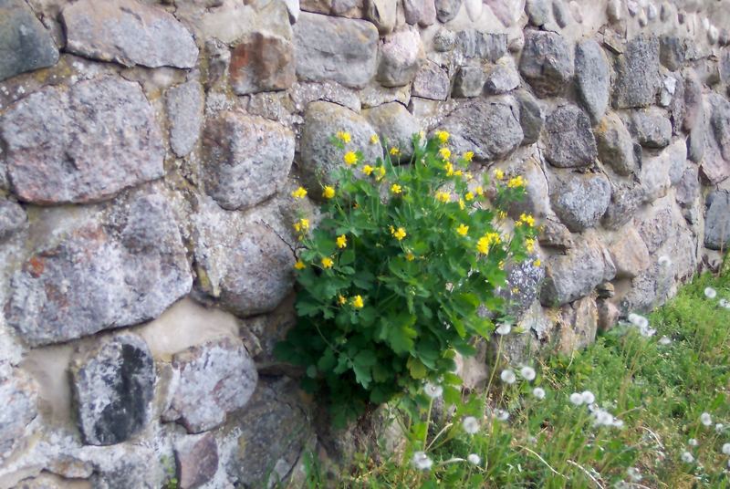 mauerblümchen