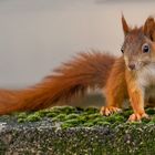 "Mauerblümchen..... äääh Eichhörnchen auf der Mauer"