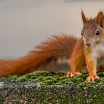 "Mauerblümchen..... äääh Eichhörnchen auf der Mauer"