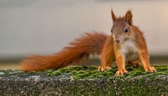 "Mauerblümchen..... äääh Eichhörnchen auf der Mauer"