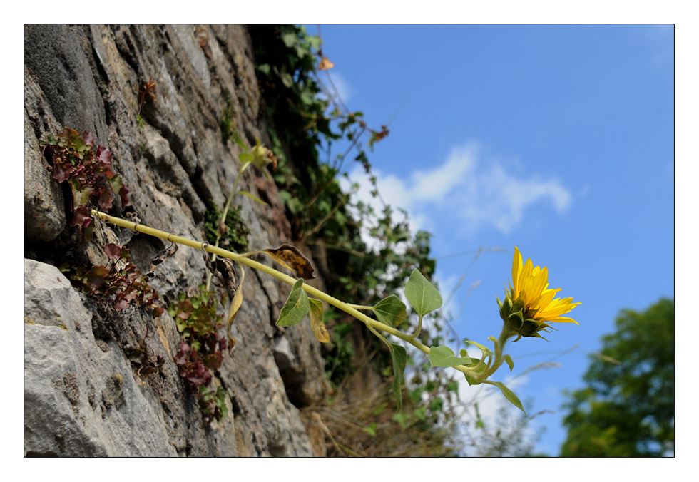 Mauerblümchen am Mittwoch