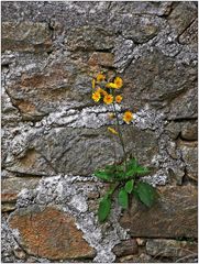 Mauerblümchen am Mittwoch