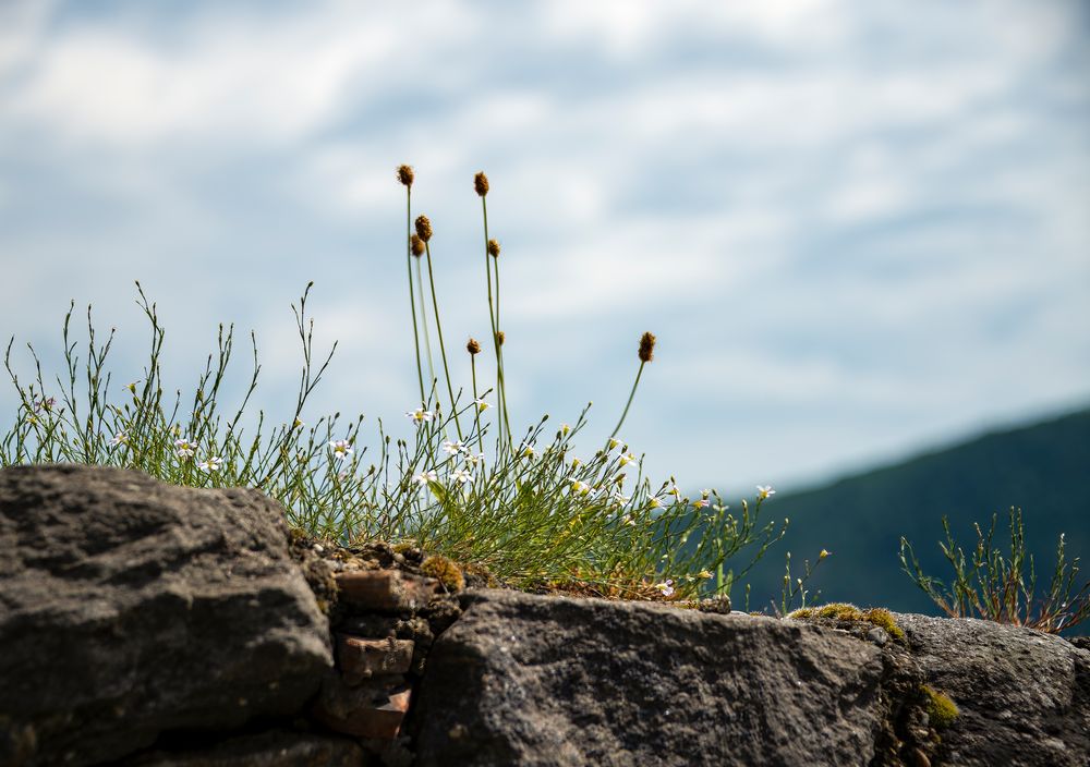 Mauerblümchen am Mittwoch