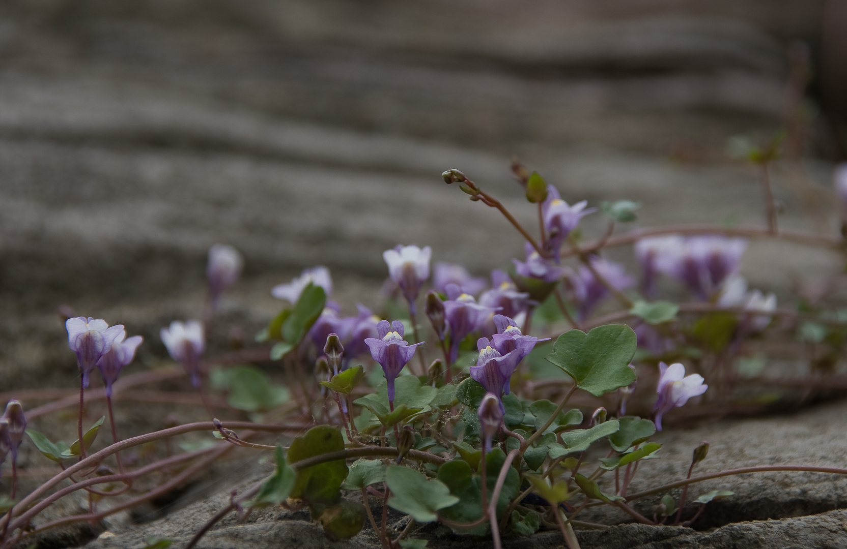 Mauerblümchen am Wernigeroder Schloss