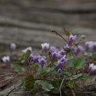 Mauerblümchen am Wernigeroder Schloss