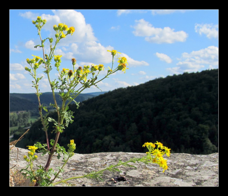 "Mauerblümchen" auf historischen Mauern