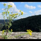 "Mauerblümchen" auf historischen Mauern