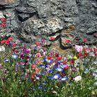 ~~~ Mauerblümchen ~~~