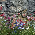 ~~~ Mauerblümchen ~~~