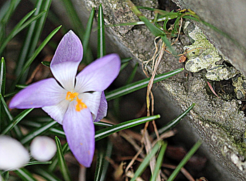 Mauerblümchen