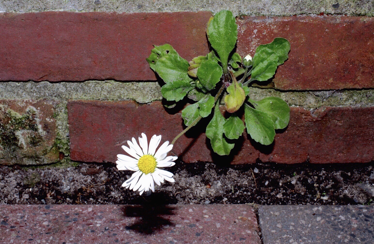 Mauerblümchen