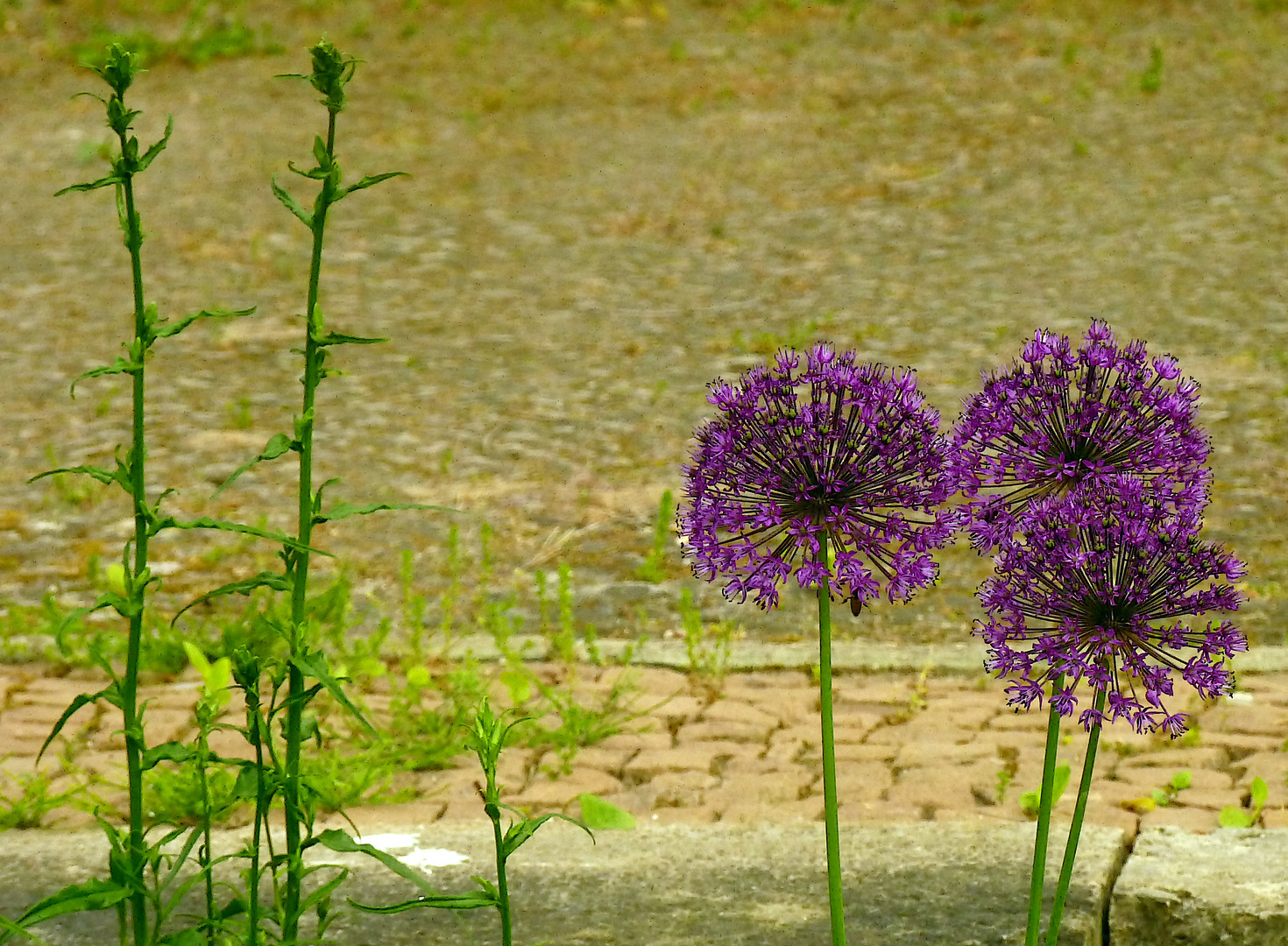 Mauerblümchen?