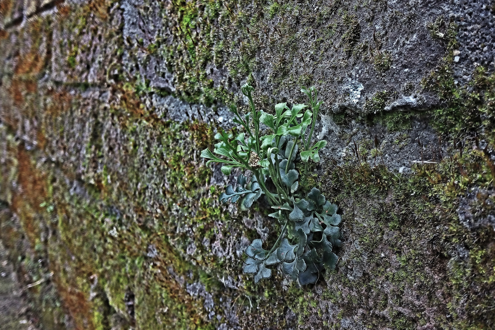 Mauerblümchen