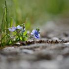 Mauerblümchen :)