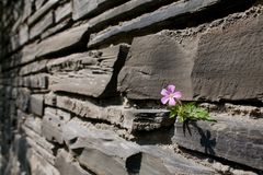 Mauerblümchen