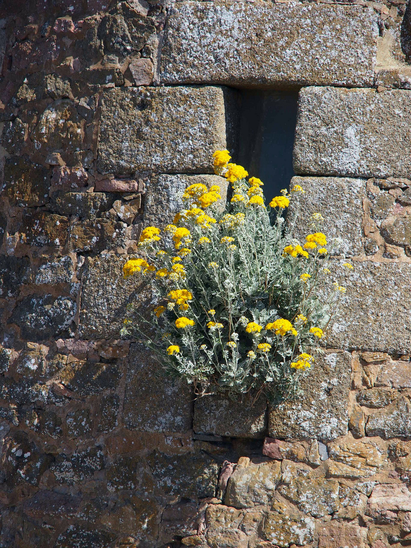 Mauerblümchen