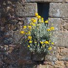 Mauerblümchen