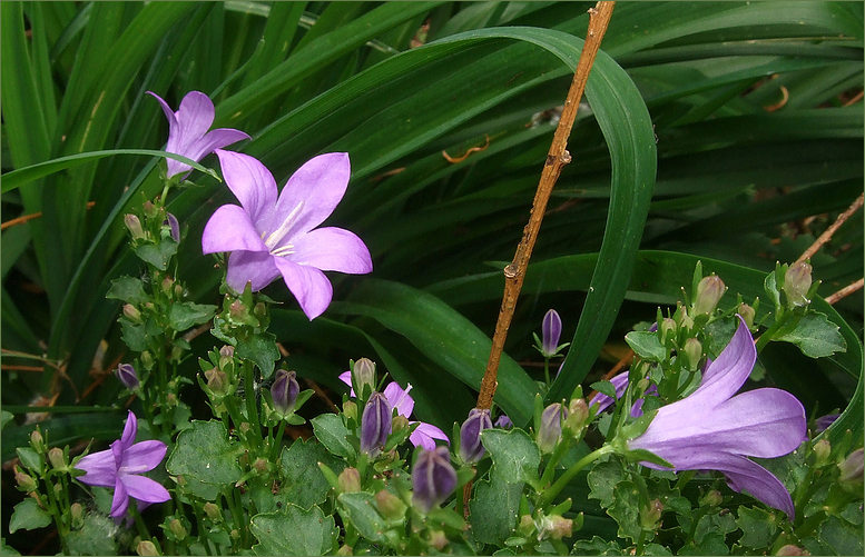 Mauerblümchen