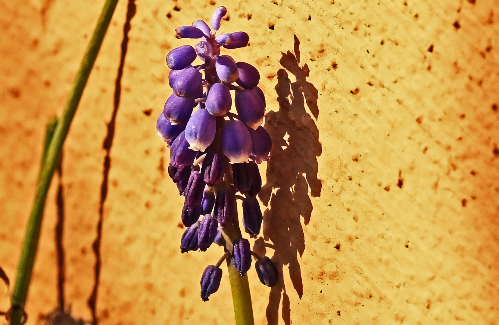 Mauerblümchen...