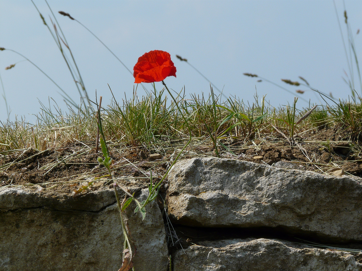 Mauerblümchen