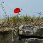 Mauerblümchen