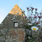 Mauerblümchen