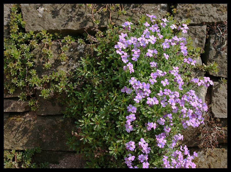 Mauerblümchen