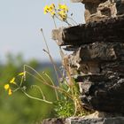 Mauerblümchen