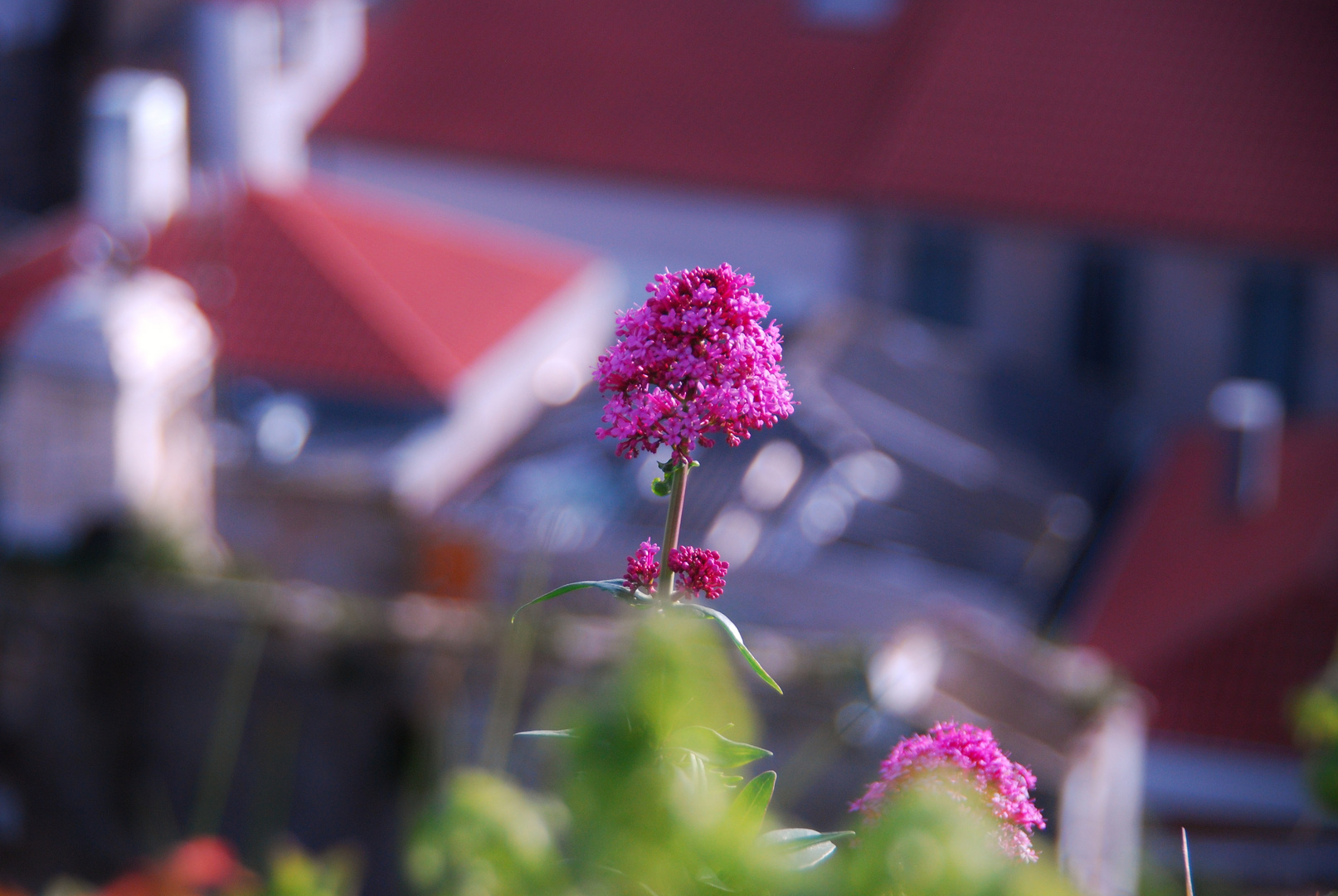 Mauerblümchen