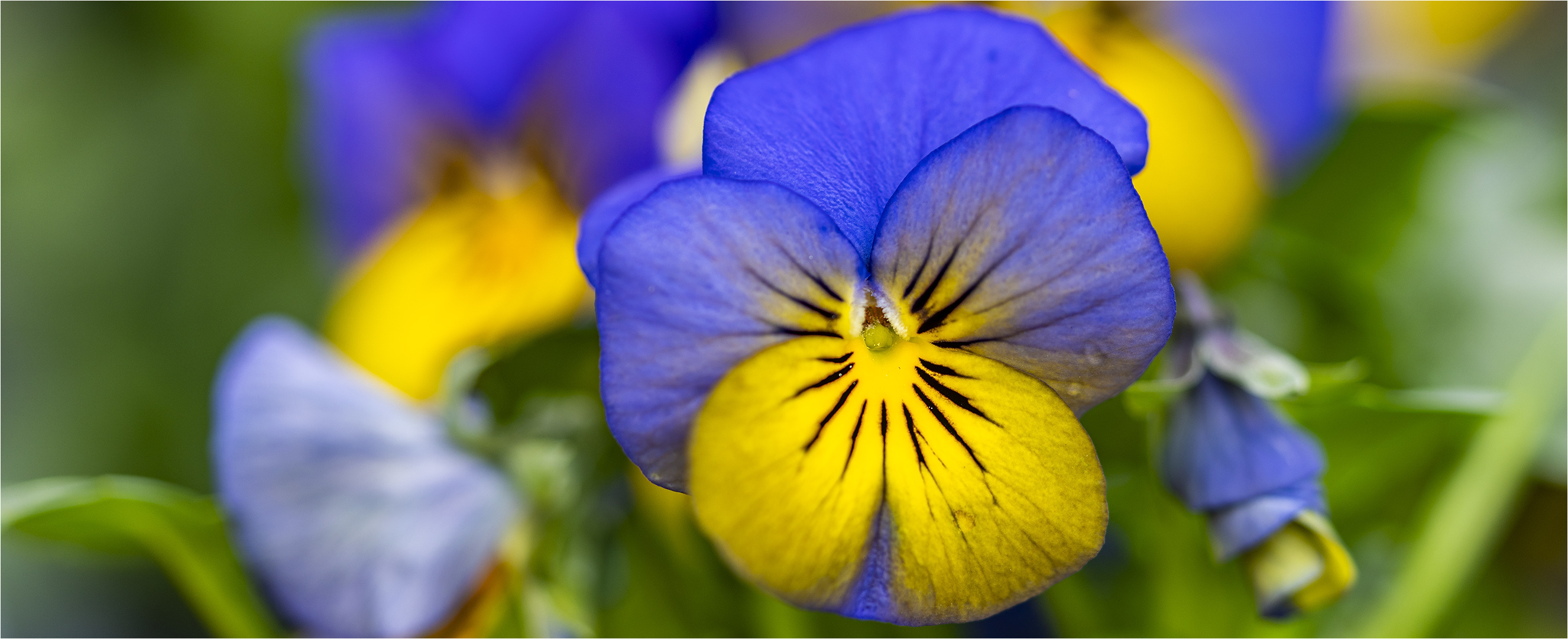 … Mauerblümchen …