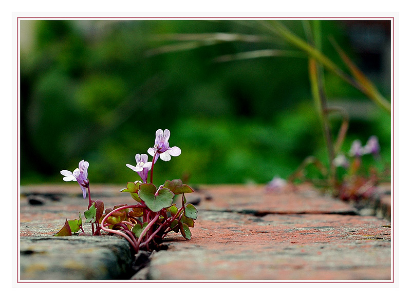 Mauerblümchen